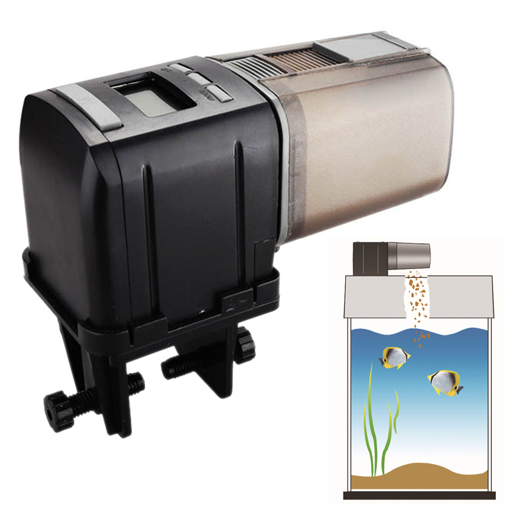 auto feed fish tank